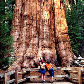 sequoia